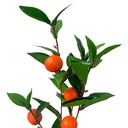 12 Pcs 35" Spring Botanical Artificial Orange Fruit Spray, Faux Citrus Stem Floral Arrangement for Vase, Farmhouse & Natural Home Décor