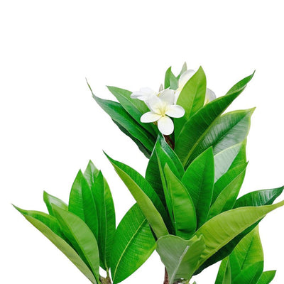 Unique Cream Fuchsia Artificial Plumeria Flower Tree Tropical Plant, 2.25 Ft